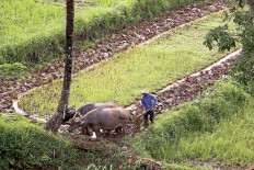 A farmer plows rice fields using the help of two buffaloes on agricultural land near a rest area of the Bawean-Salatiga toll road in Central Java on Nov. 2, 2020. Ahead of the rainy season, farmers have begun preparing for the next crop of rice. JP/PJ Leo
