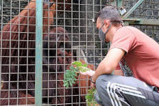 Dutch volunteer Tojeiro, 27, feeds a Bornean Orangutan at the Wildlife Rescue Center in Kulon Progo, Yogyakarta, on Nov. 20. The center is open to volunteers who would like to help take care of endangered animals. JP/Donny Fernando