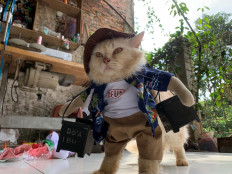 A cat wears a cosplay costume in Bogor, on the outskirts of Jakarta, Indonesia, November 26, 2020. Reuters/Yuddy Cahya Budiman