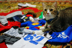 A cat sits among its cosplay costumes in Jakarta, Indonesia, November 29, 2020. Reuters/Ajeng Dinar Ulfiana