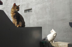 Regenerative sun: Two cats sunbathe on Jan. 26, 2021 in Situgintung, South Tangerang. Sunlight helps trigger the body to produce vitamin D, which is essential to maintaining both physical and mental health against our &ldquo;kryptonite&rdquo;, the coronavirus. (Courtesy of Wienda Parwitasari/-)