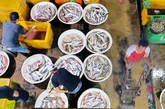 Ebb and flow: Traders sort their catches at the Muara Angke Wholesale Fish Market in North Jakarta on Jan. 23, 2021. The period between December and January is a low fishing season, but fishermen and traders know that these difficult times will not last. (JP/Ricky Yudhistira)