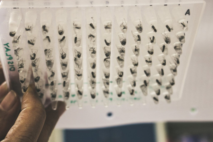 A researcher shows mosquitoes collected at a research center in Yogyakarta in this photo released on June 10, 2021, by the World Mosquito Program.